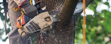 Best Palm Tree Trimming  in Palmyra, WI