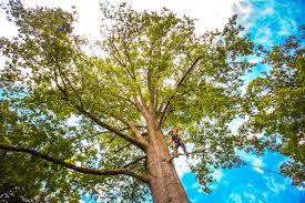 Best Arborist Consultation Services  in Palmyra, WI