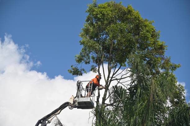 Best Stump Grinding and Removal  in Palmyra, WI