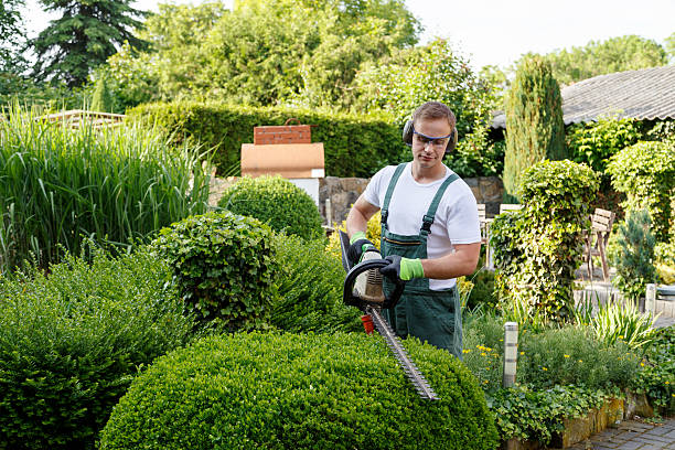 Best Tree Disease Treatment  in Palmyra, WI